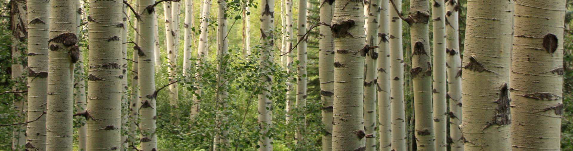 Aspen images as Confluence Sustainability Header